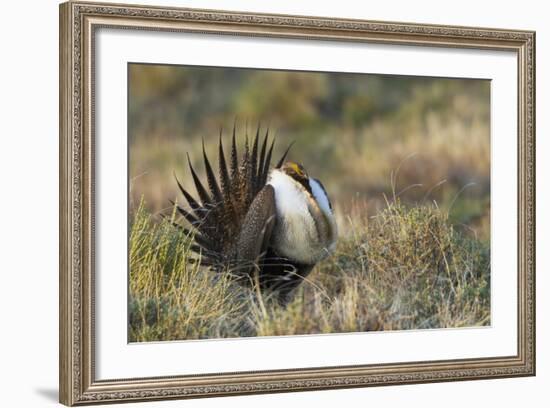 Sage Grouse, Courtship Display-Ken Archer-Framed Photographic Print