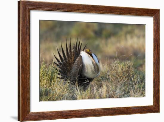 Sage Grouse, Courtship Display-Ken Archer-Framed Photographic Print