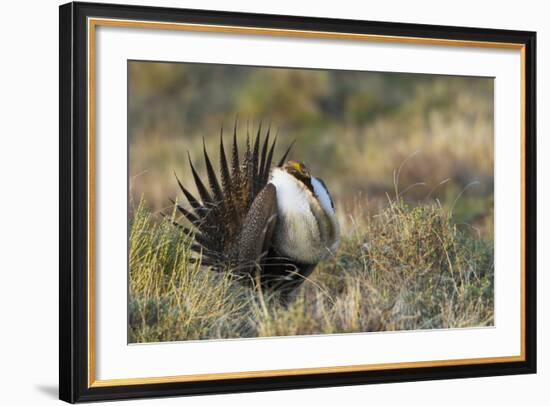 Sage Grouse, Courtship Display-Ken Archer-Framed Photographic Print