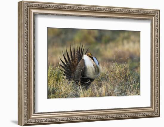 Sage Grouse, Courtship Display-Ken Archer-Framed Photographic Print