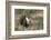 Sage Grouse, Courtship Display-Ken Archer-Framed Photographic Print