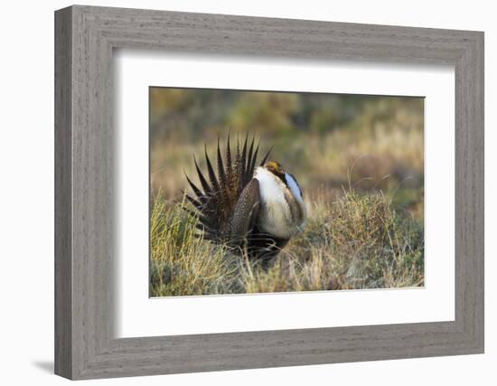 Sage Grouse, Courtship Display-Ken Archer-Framed Photographic Print