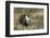 Sage Grouse, Courtship Display-Ken Archer-Framed Photographic Print