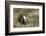 Sage Grouse, Courtship Display-Ken Archer-Framed Photographic Print