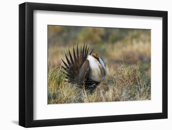 Sage Grouse, Courtship Display-Ken Archer-Framed Photographic Print