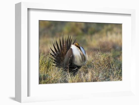 Sage Grouse, Courtship Display-Ken Archer-Framed Photographic Print