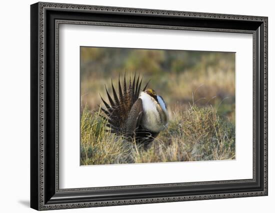 Sage Grouse, Courtship Display-Ken Archer-Framed Photographic Print