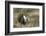 Sage Grouse, Courtship Display-Ken Archer-Framed Photographic Print