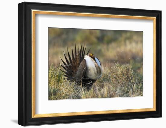 Sage Grouse, Courtship Display-Ken Archer-Framed Photographic Print