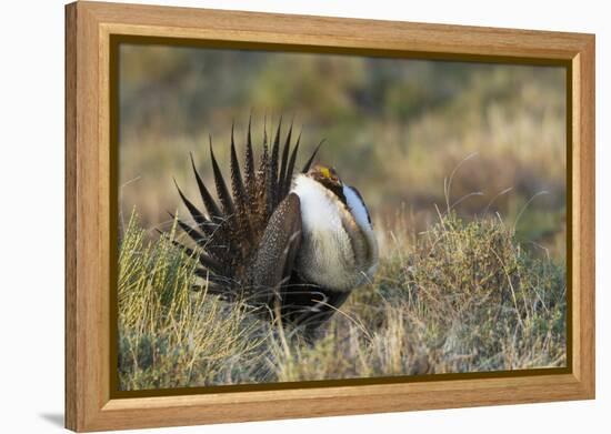 Sage Grouse, Courtship Display-Ken Archer-Framed Premier Image Canvas