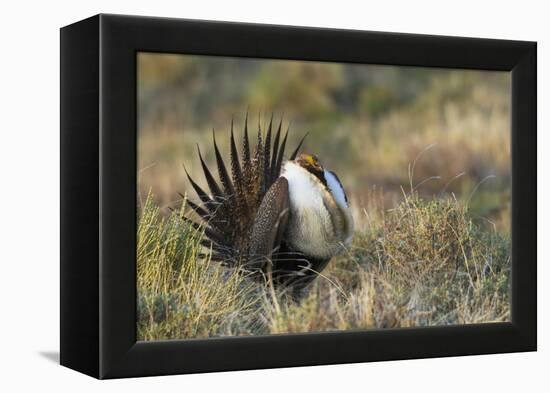 Sage Grouse, Courtship Display-Ken Archer-Framed Premier Image Canvas