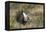 Sage Grouse, Courtship Display-Ken Archer-Framed Premier Image Canvas