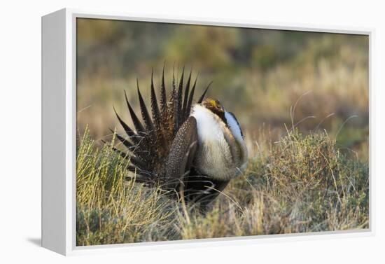 Sage Grouse, Courtship Display-Ken Archer-Framed Premier Image Canvas