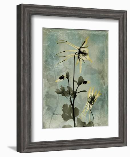 Sage Opus Columbine-Albert Koetsier-Framed Art Print