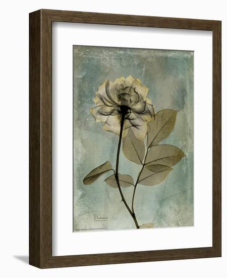 Sage Opus Rose-Albert Koetsier-Framed Premium Giclee Print