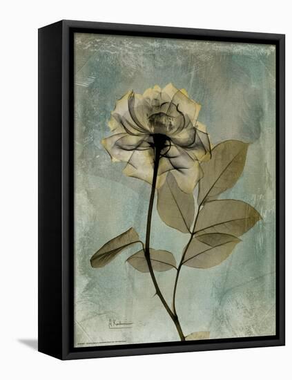 Sage Opus Rose-Albert Koetsier-Framed Stretched Canvas