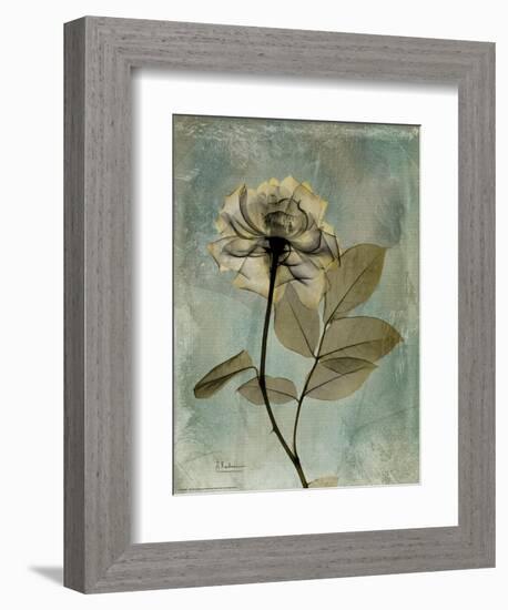 Sage Opus Rose-Albert Koetsier-Framed Art Print