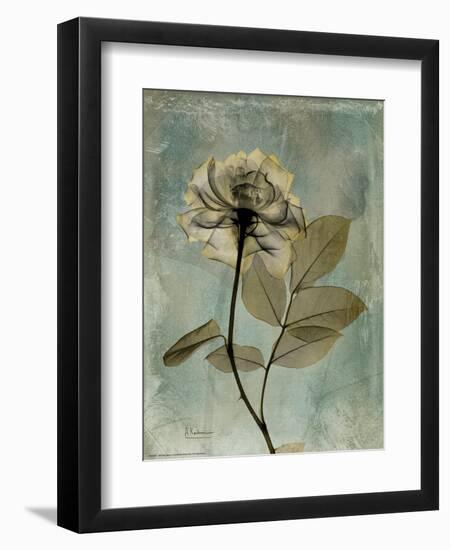 Sage Opus Rose-Albert Koetsier-Framed Art Print