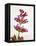 Sage, Salvia, Handle, Blossoms, Green, Red, Pink-Axel Killian-Framed Premier Image Canvas