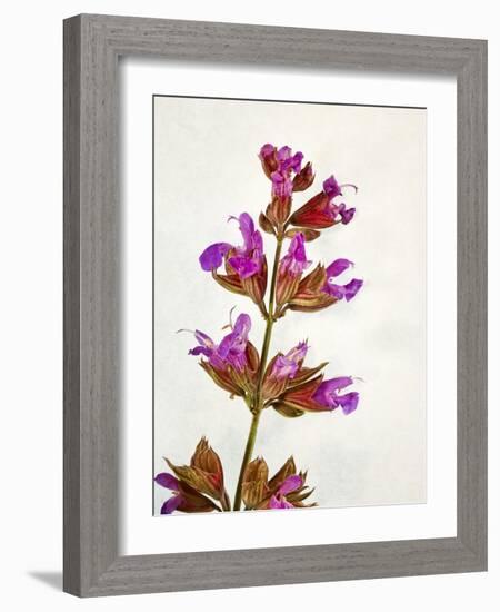 Sage, Salvia, Handle, Blossoms, Green, Red, Pink-Axel Killian-Framed Photographic Print