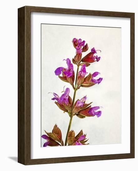 Sage, Salvia, Handle, Blossoms, Green, Red, Pink-Axel Killian-Framed Photographic Print