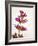 Sage, Salvia, Handle, Blossoms, Green, Red, Pink-Axel Killian-Framed Photographic Print