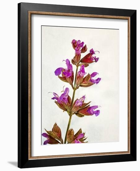 Sage, Salvia, Handle, Blossoms, Green, Red, Pink-Axel Killian-Framed Photographic Print