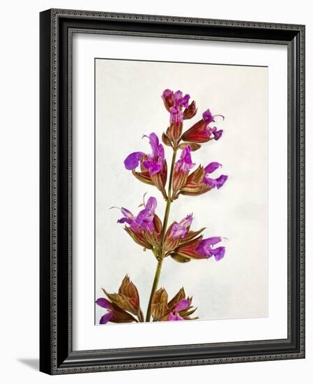 Sage, Salvia, Handle, Blossoms, Green, Red, Pink-Axel Killian-Framed Photographic Print