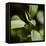 Sage (Salvia Officinalis)-Cristina-Framed Premier Image Canvas