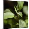 Sage (Salvia Officinalis)-Cristina-Mounted Premium Photographic Print