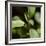 Sage (Salvia Officinalis)-Cristina-Framed Photographic Print