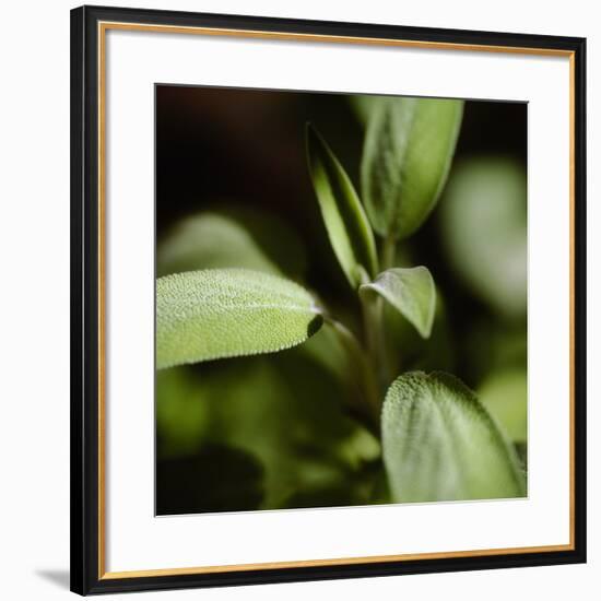 Sage (Salvia Officinalis)-Cristina-Framed Photographic Print