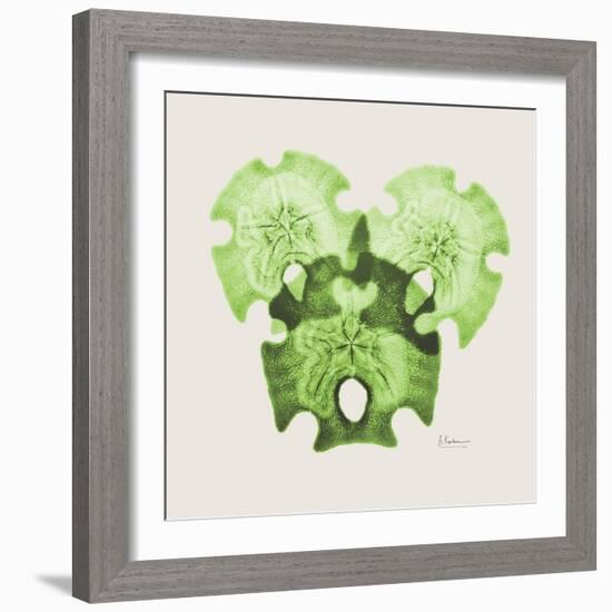 Sage Sand Dollars L326-Albert Koetsier-Framed Photographic Print