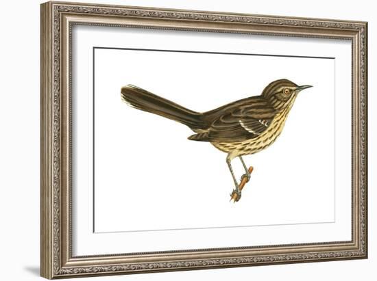 Sage Thrasher (Oreoscoptes Montanus), Birds-Encyclopaedia Britannica-Framed Art Print