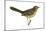 Sage Thrasher (Oreoscoptes Montanus), Birds-Encyclopaedia Britannica-Mounted Art Print