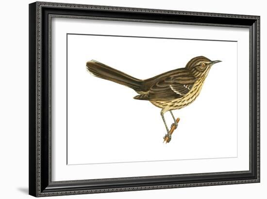 Sage Thrasher (Oreoscoptes Montanus), Birds-Encyclopaedia Britannica-Framed Art Print