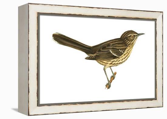 Sage Thrasher (Oreoscoptes Montanus), Birds-Encyclopaedia Britannica-Framed Stretched Canvas