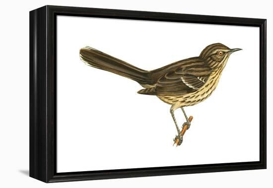 Sage Thrasher (Oreoscoptes Montanus), Birds-Encyclopaedia Britannica-Framed Stretched Canvas