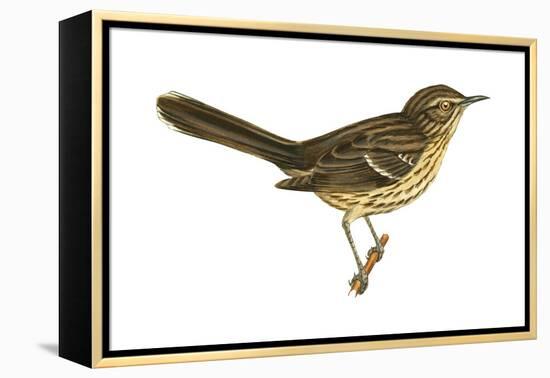 Sage Thrasher (Oreoscoptes Montanus), Birds-Encyclopaedia Britannica-Framed Stretched Canvas