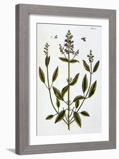 Sage-Elizabeth Blackwell-Framed Giclee Print
