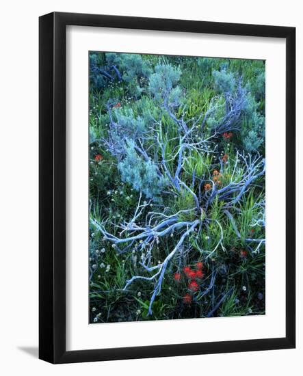 Sagebrush, Paintbrush, and Daisies, Sevier Plateau, Fishlake National Forest, Utah, USA-Scott T. Smith-Framed Photographic Print