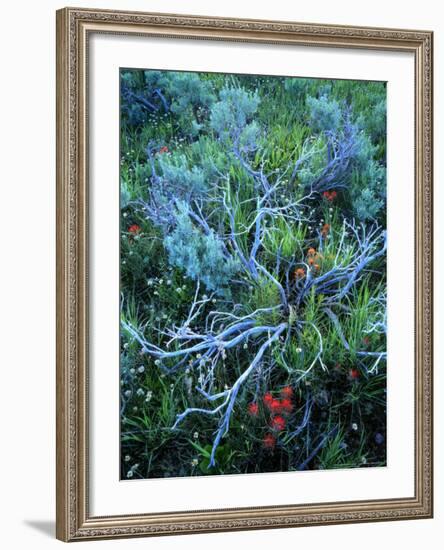 Sagebrush, Paintbrush, and Daisies, Sevier Plateau, Fishlake National Forest, Utah, USA-Scott T. Smith-Framed Photographic Print