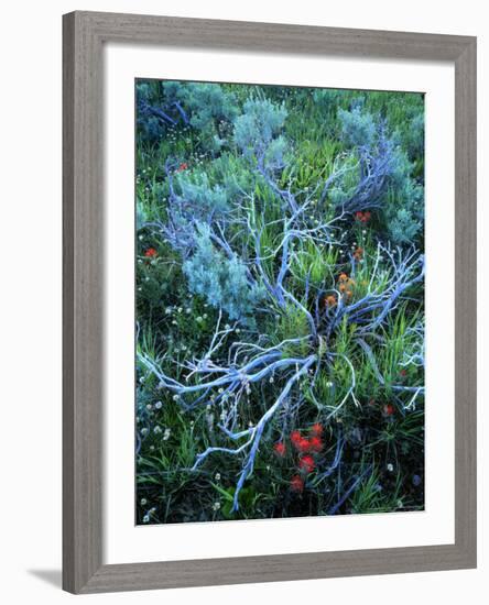 Sagebrush, Paintbrush, and Daisies, Sevier Plateau, Fishlake National Forest, Utah, USA-Scott T. Smith-Framed Photographic Print