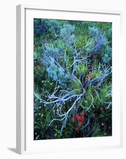 Sagebrush, Paintbrush, and Daisies, Sevier Plateau, Fishlake National Forest, Utah, USA-Scott T. Smith-Framed Photographic Print