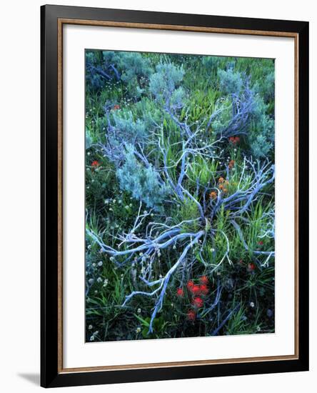 Sagebrush, Paintbrush, and Daisies, Sevier Plateau, Fishlake National Forest, Utah, USA-Scott T. Smith-Framed Photographic Print