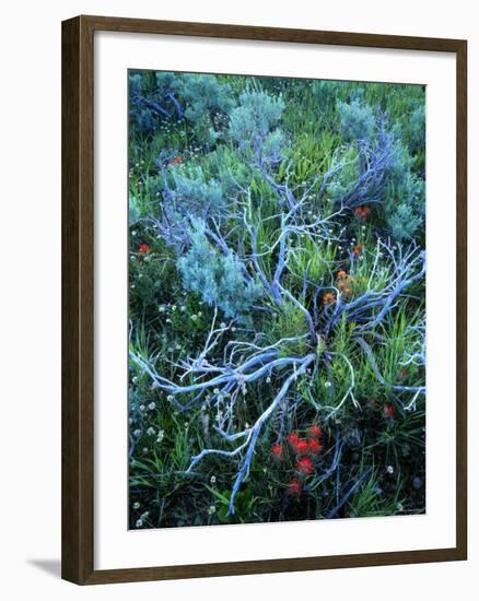 Sagebrush, Paintbrush, and Daisies, Sevier Plateau, Fishlake National Forest, Utah, USA-Scott T. Smith-Framed Photographic Print