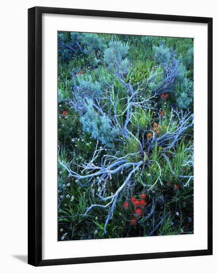 Sagebrush, Paintbrush, and Daisies, Sevier Plateau, Fishlake National Forest, Utah, USA-Scott T. Smith-Framed Photographic Print