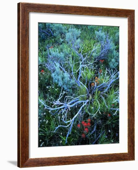 Sagebrush, Paintbrush, and Daisies, Sevier Plateau, Fishlake National Forest, Utah, USA-Scott T. Smith-Framed Photographic Print