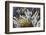 Sagenite Agate, Sammamish, Washington-Darrell Gulin-Framed Photographic Print