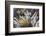 Sagenite Agate, Sammamish, Washington-Darrell Gulin-Framed Photographic Print